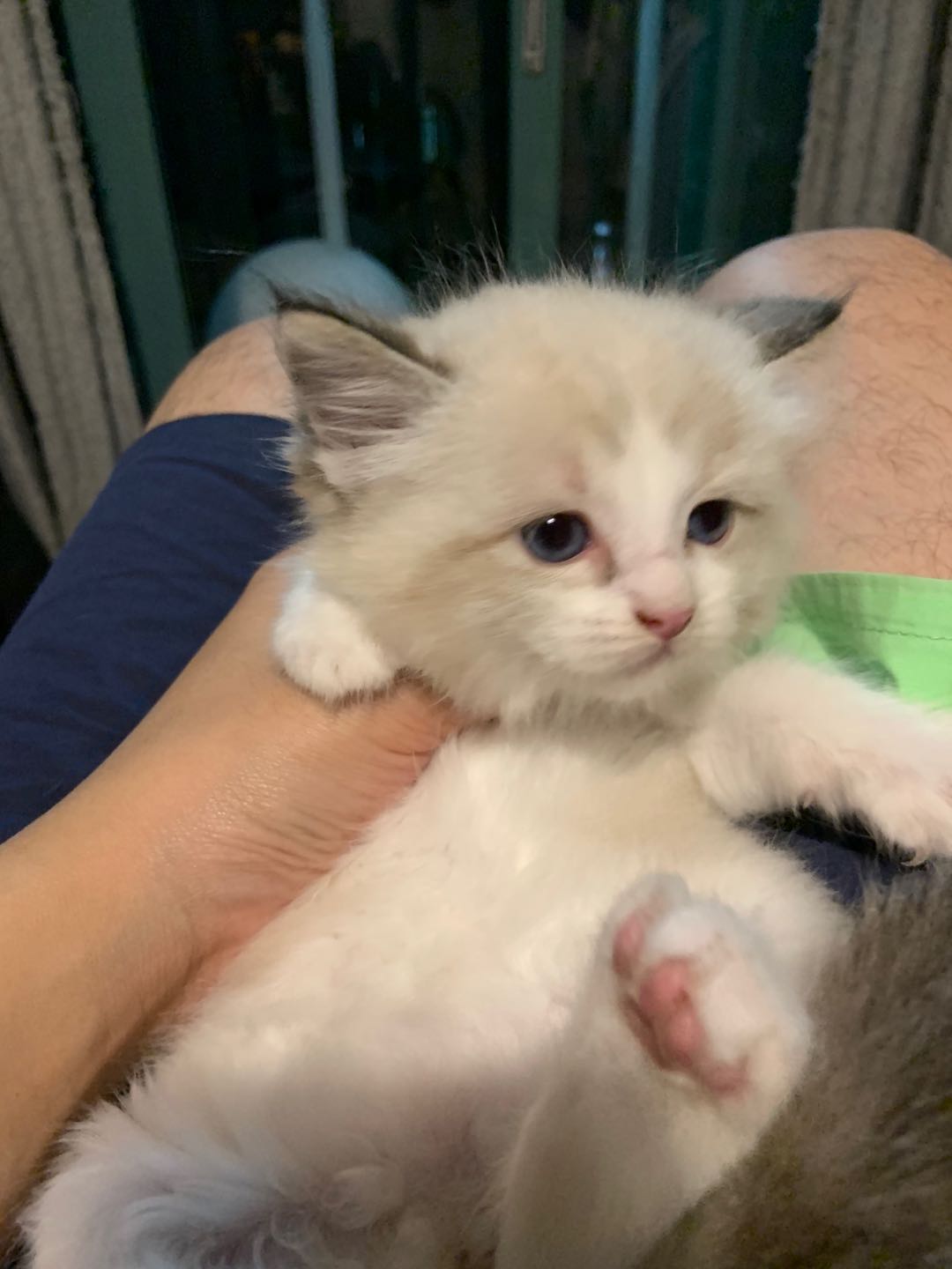 上海闵行低价山猫布偶