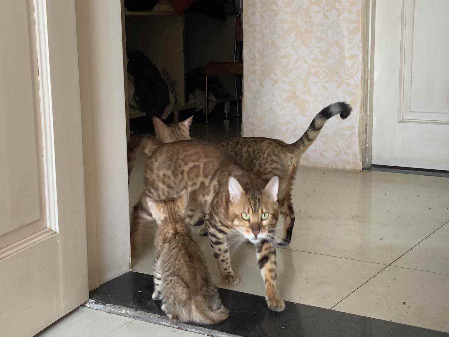 孟加拉小豹猫，已打疫苗