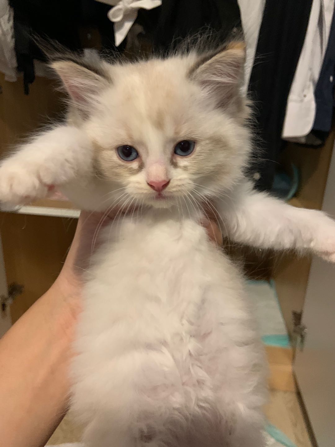 上海闵行低价山猫布偶