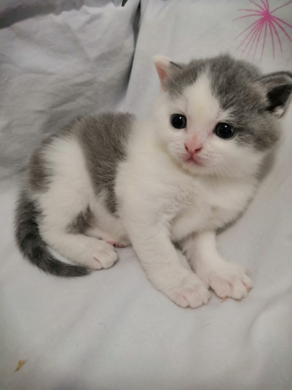 自家蓝猫，蓝白