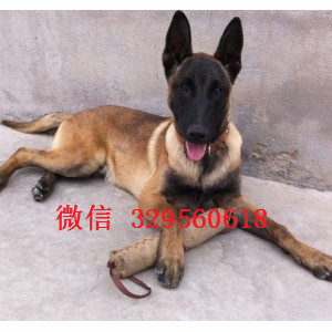 青岛马犬纯种幼犬出售出售马犬公母都有纯血统马犬幼犬马犬狗场