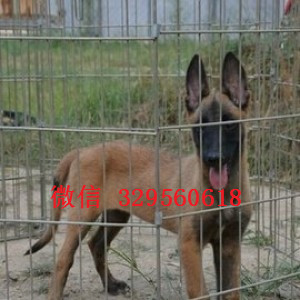 荣昌马犬出售公母都有出售马犬公母都有纯血统