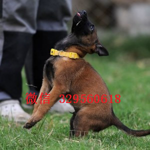 沈阳马犬纯种幼犬出售出售多只赛级马犬马犬多