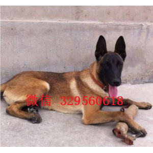 潼南马犬纯种幼犬出售家养马犬出售红色马犬多少钱马犬犬舍