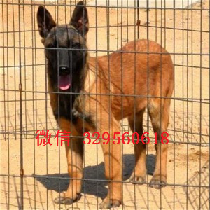 涪陵马犬纯种幼犬出售出售马犬公母都有纯血统