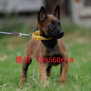 平顶山马犬出售公母都有出售多只赛级马犬纯血