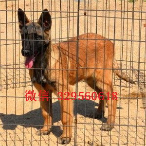 青岛马犬纯种幼犬出售出售马犬公母都有纯血统马犬幼犬马犬狗场