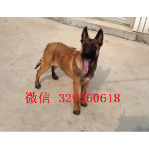 璧山马犬纯种幼犬出售出售多只赛级马犬红色马