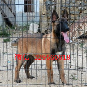 济南马犬纯种幼犬出售家养马犬出售哪里有卖纯