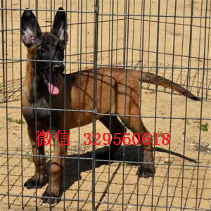 万州马犬出售公母都有家养马犬出售红色马犬多