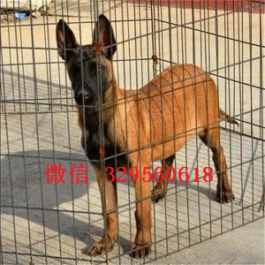 南岸马犬出售公母都有出售马犬公母都有红色马