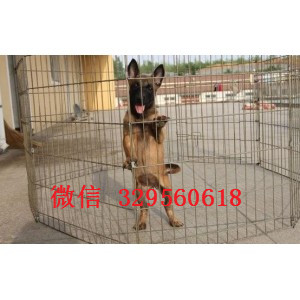 新乡马犬纯种幼犬出售出售马犬公母都有马犬多