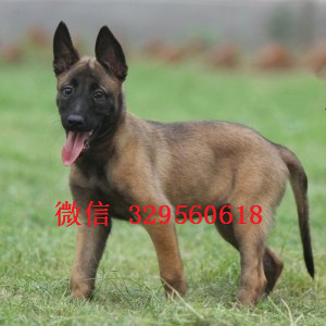 奉节马犬纯种幼犬出售出售马犬公母都有哪里有