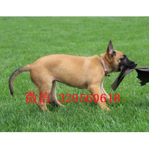 渝中马犬出售公母都有出售多只赛级马犬纯血统马犬幼犬出售纯种健康的马犬幼犬