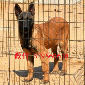 潼南马犬纯种幼犬出售家养马犬出售红色马犬多少钱马犬犬舍