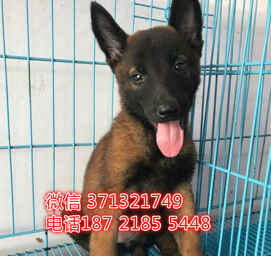 马犬出售纯种幼犬，大型犬，深圳犬舍出售马犬狗狗