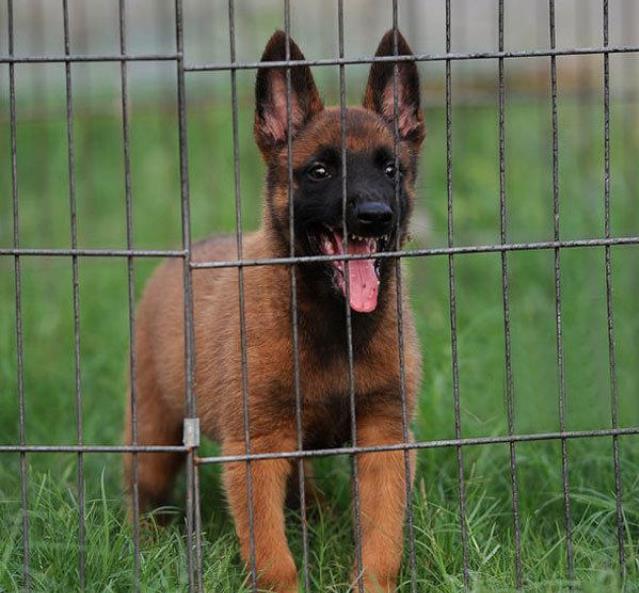 重庆犬舍出售纯种马犬 宠物狗市场在哪买狗卖