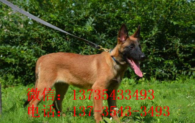 合肥犬舍出售纯种马犬 宠物狗市场在哪买狗卖狗