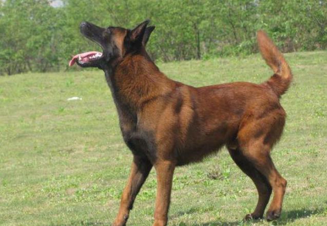 合肥犬舍出售纯种马犬 宠物狗市场在哪买狗卖