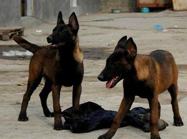 成都犬舍出售纯种马犬 宠物狗市场在哪买狗卖