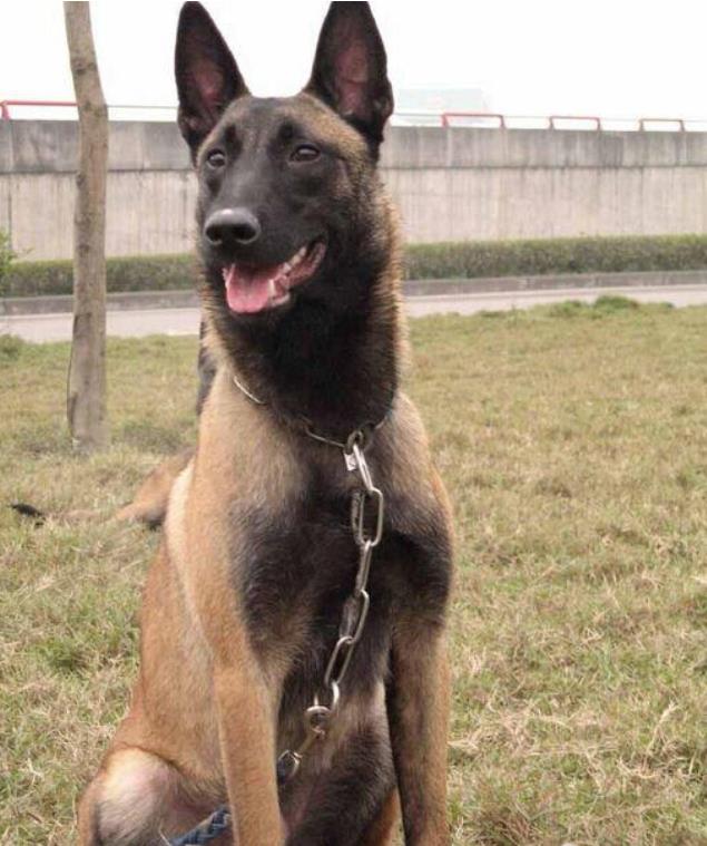 贵阳犬舍出售纯种马犬 宠物狗市场在哪买狗卖