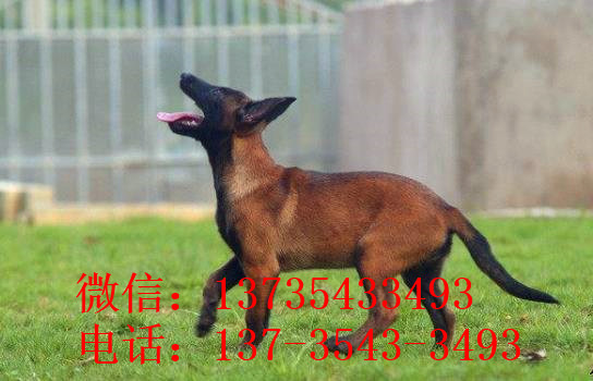 济南犬舍出售纯种马犬 宠物狗市场在哪买狗卖狗