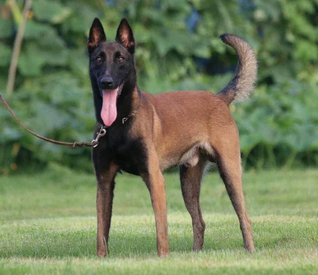 郑州犬舍出售纯种马犬 宠物狗市场在哪买狗卖