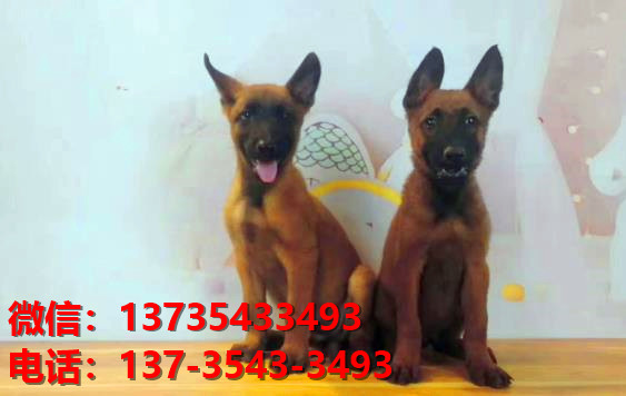 长治犬舍出售纯种马犬 大型犬哪里有卖狗地方 