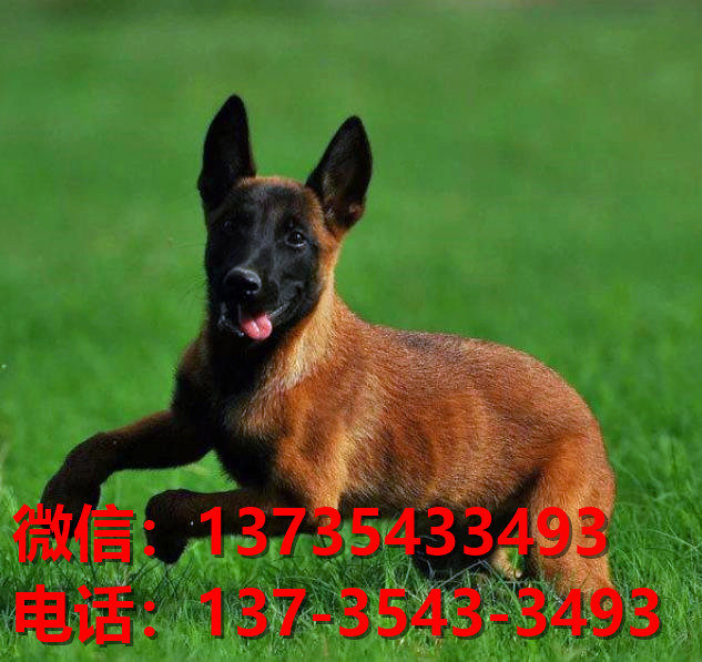 北海犬舍出售纯种马犬 大型犬哪里有卖狗地方 