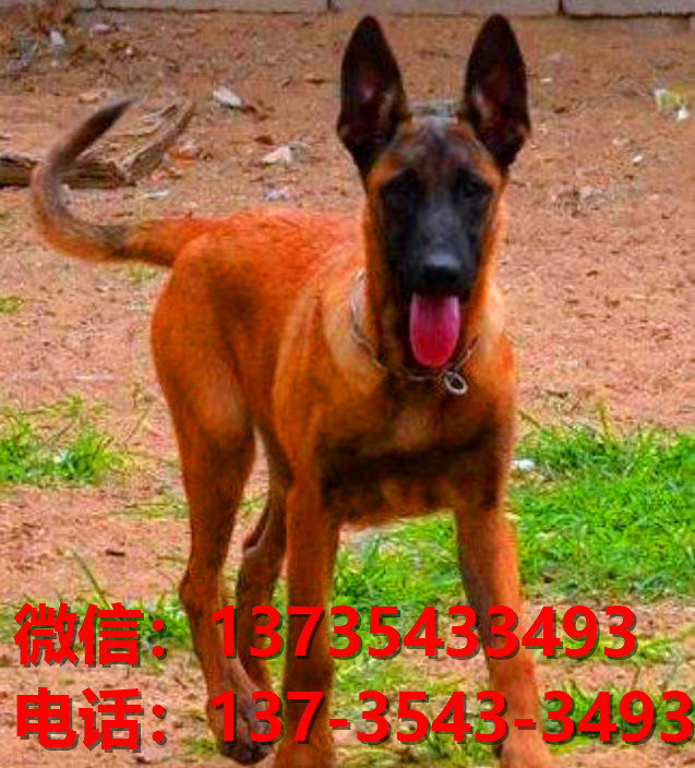 青海西宁犬舍出售纯种马犬 大型犬哪里有卖狗