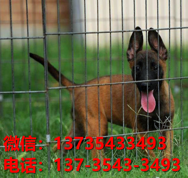 重庆犬舍出售纯种马犬 大型犬哪里有卖狗地方 