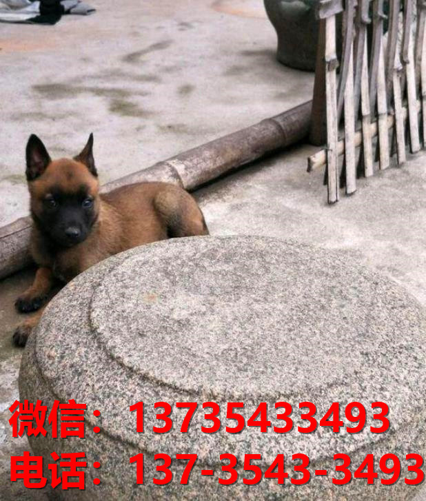 衡阳犬舍出售纯种马犬 大型犬哪里有卖狗地方 狗市在哪买狗