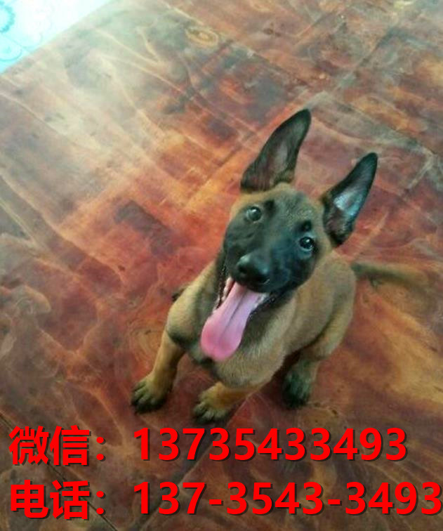 衡阳犬舍出售纯种马犬 大型犬哪里有卖狗地方 狗市在哪买狗