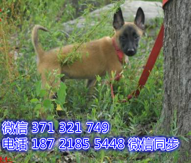 全国特惠马犬纯种幼犬 支持上门 支持空运汽运 包健康叹