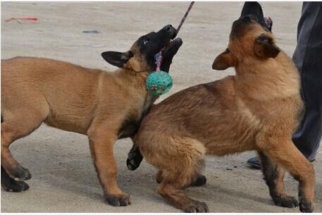 红河买马犬的地方 红河宠物网名犬基地