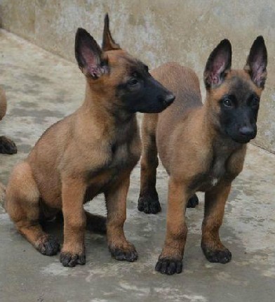 郑州哪里买马犬好 正规养犬场买马犬