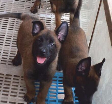 绿春县买狗 绿春县买马犬 狗场小马犬出售