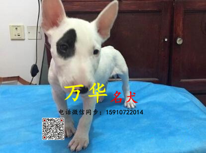 纯种牛头梗多少钱 牛头梗怎么卖 牛头梗犬舍