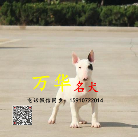 纯种海盗眼牛头梗多少钱 牛头梗怎么卖 牛头梗