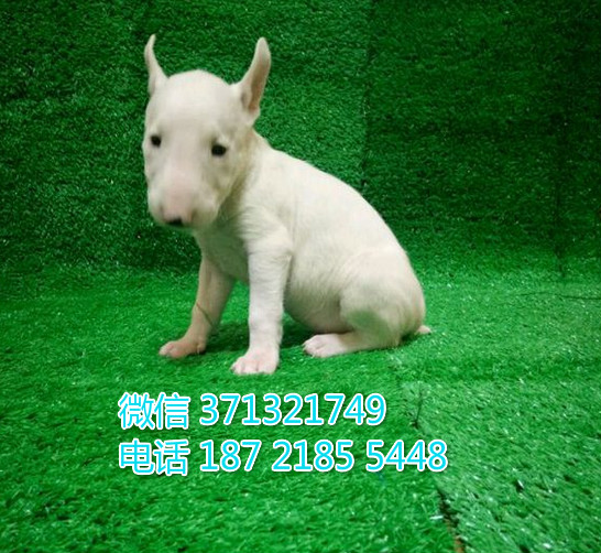 牛头梗出售白色，合肥出售牛头梗犬 合肥犬舍繁殖