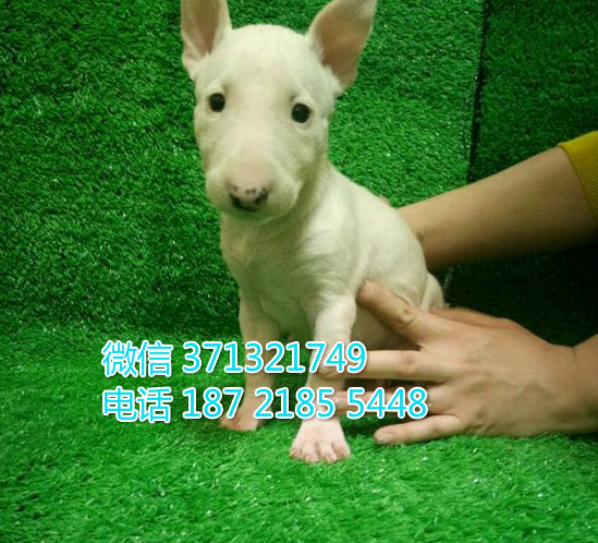 牛头梗犬出售西安犬舍繁殖 大型犬 白色牛头梗