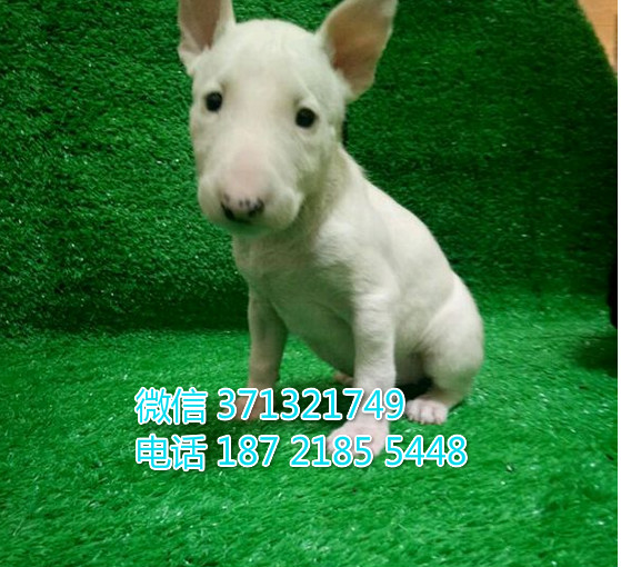 牛头梗犬纯种幼犬，白色牛头，广州犬舍 广州宠物