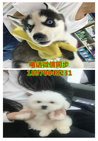 苏州宠物店买狗、苏州犬舍买狗，苏州纯种罗威纳