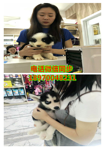 苏州宠物店买狗、苏州犬舍买狗，苏州纯种罗威纳