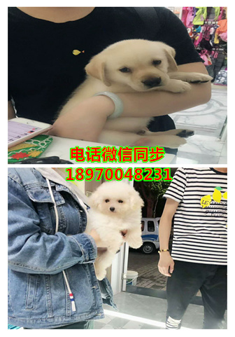 苏州宠物店买狗、苏州犬舍买狗，苏州纯种罗威纳