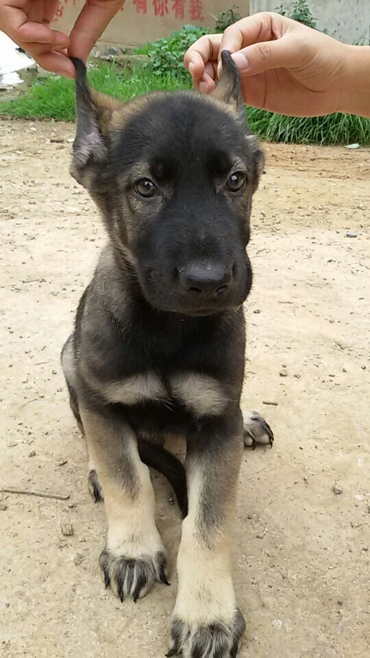 保山买昆明犬 昌宁县买昆明犬 狗场直销昆明犬