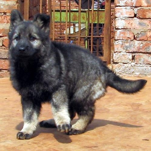 蒙自哪里买卖纯种昆明犬蒙自狗场出售狼青昆明