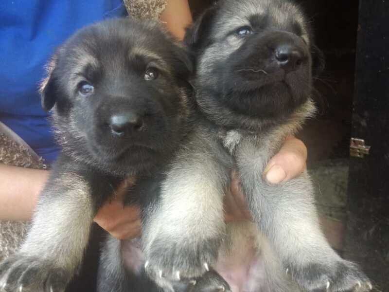 青海哪里买昆明犬 昆明犬专业繁殖基地常年出售昆明犬