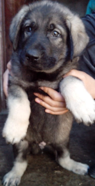 湖北荆州买昆明犬 狗场昆明犬出售欢迎选购