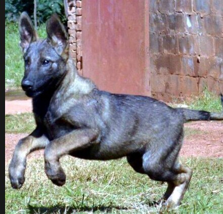 成都哪里买狗好 成都宠物市场 成都哪里能买到